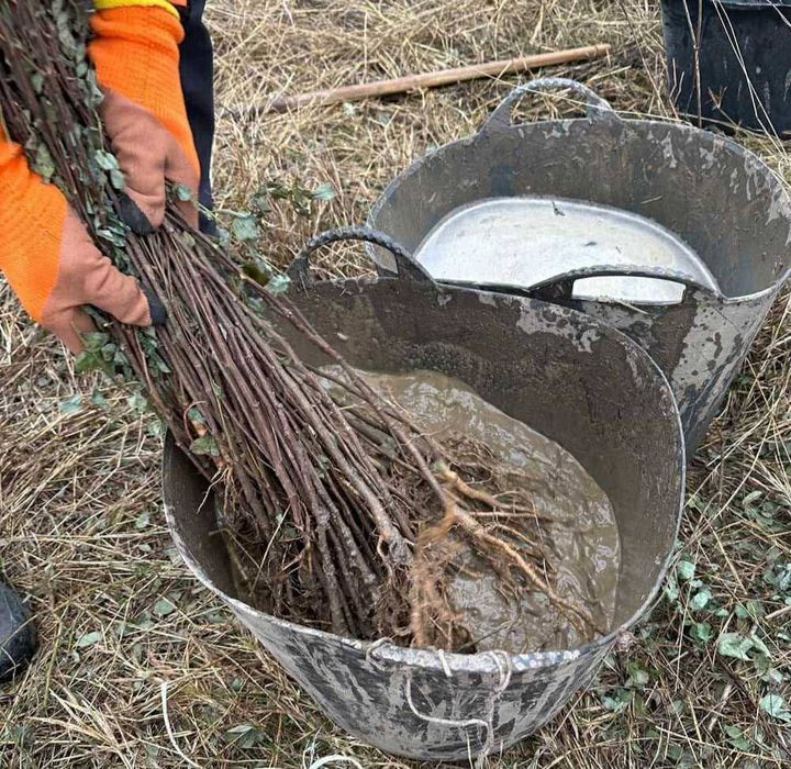 Vând puieți tratați