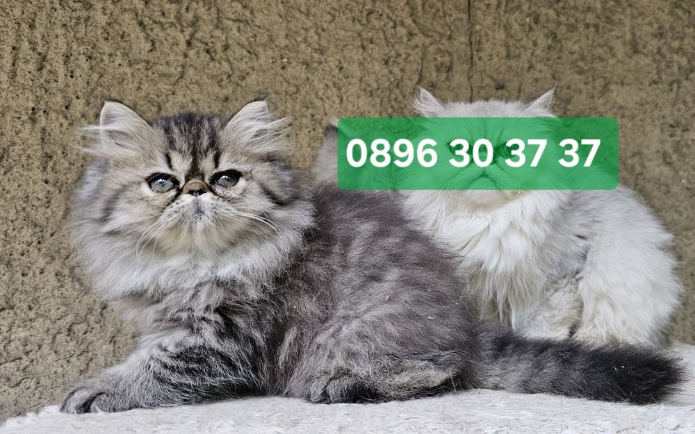 Персийско котенце