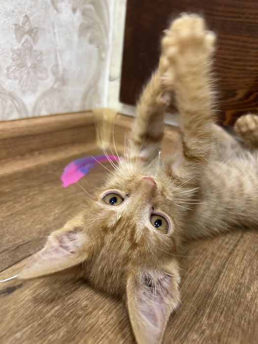 Маленький котенок ищет любящий дом