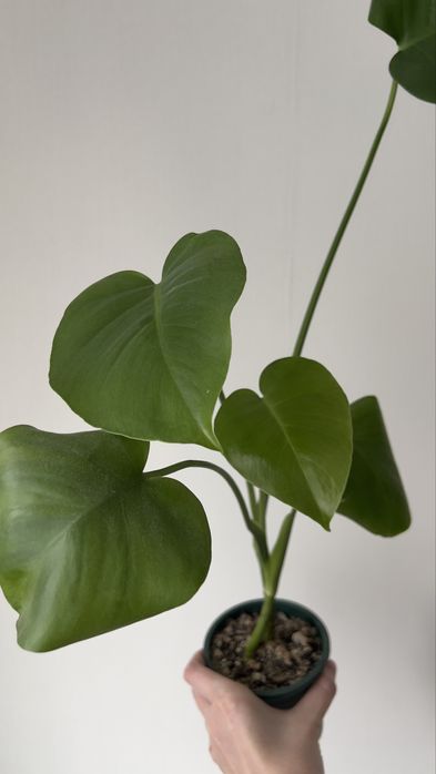 Монстера монстера лиана