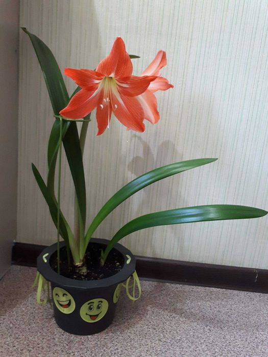 комнатные цветы гиппеаструм красный