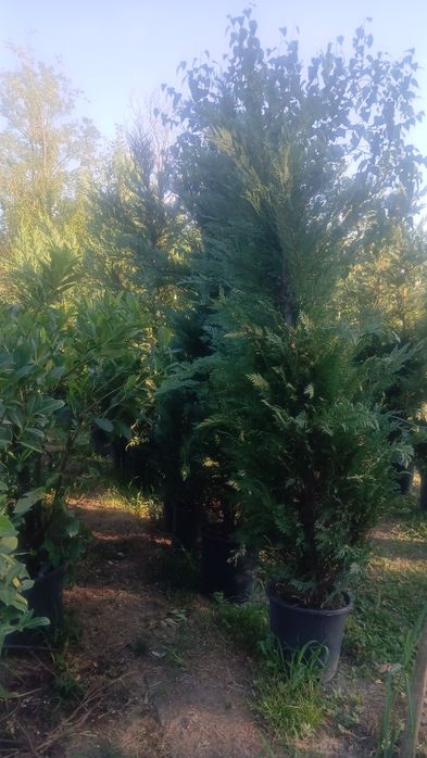 Leylandii 2m 3m gard viu