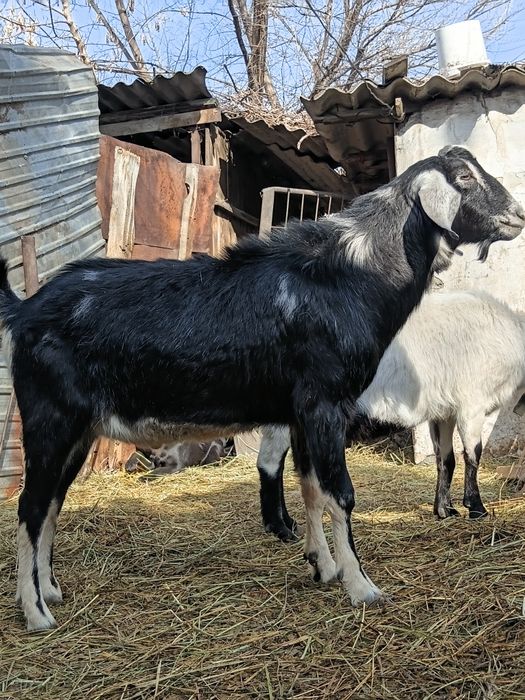 Продам англонубуйского козла