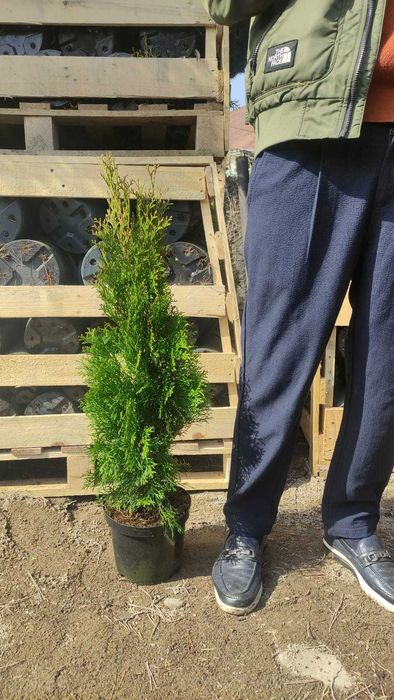 ВСЕ ВИДЫ! Туя премиум класса