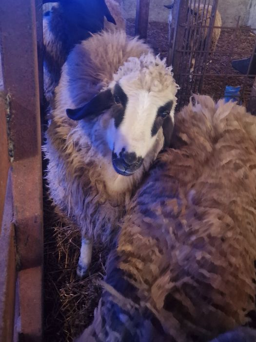 Oii tinere gestante schimb cu vaca de lapte