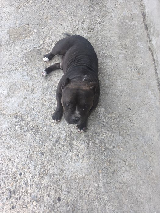 Monta gratis  american bully