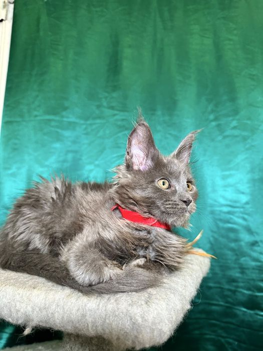 Котята породы Мейн-кун