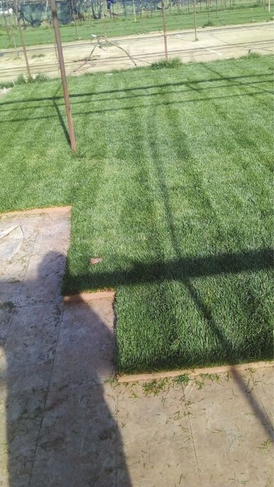 Рулонные газон в ташкенте | Таййор Газон