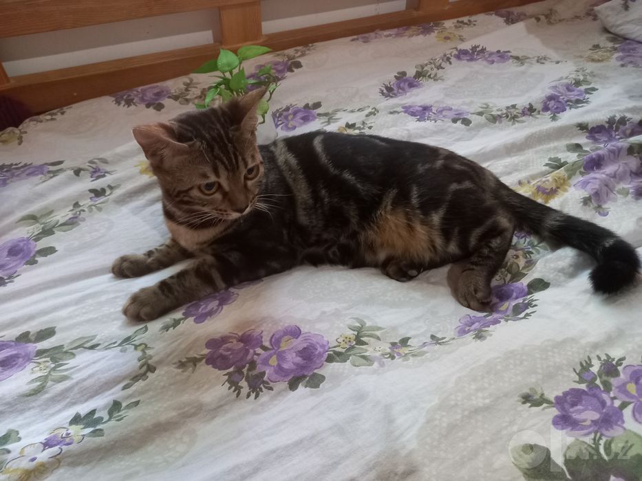 Bengalskiy mushuk