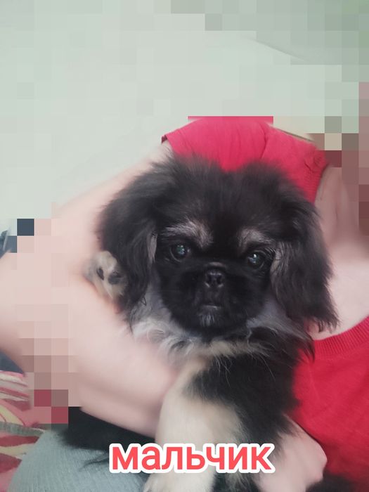 Чистокровные Щенки пекинес