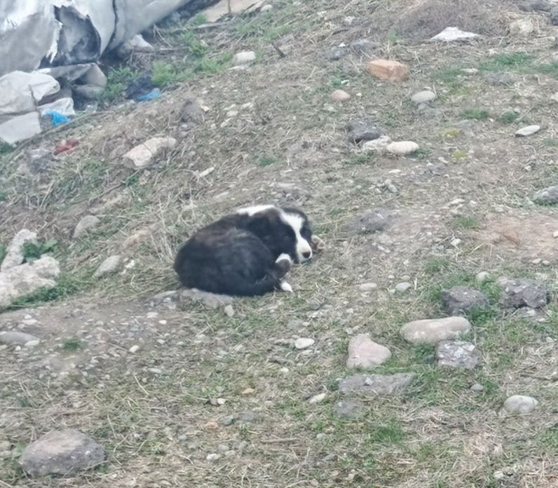 Спасите щенков, 5 красивых щенят