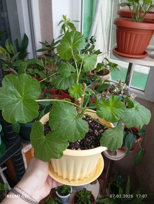 Продам растения для дома