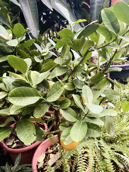 Лимон - лайм в продаже