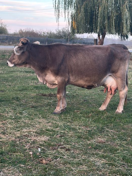 De vânzare 3 brune de Maramureș.  Sau schimb cu vaci pentru abator