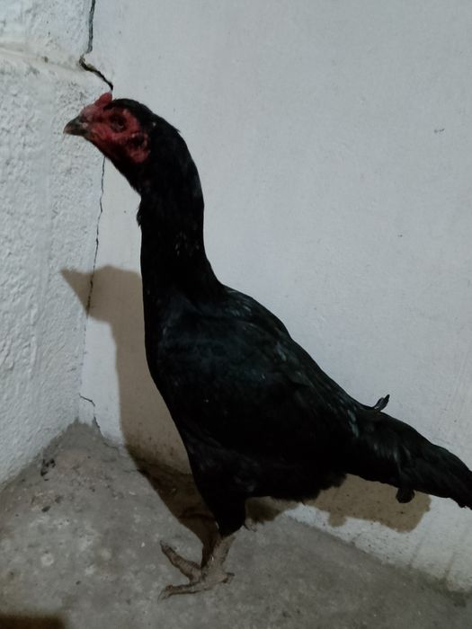 Зор мекен сатылады