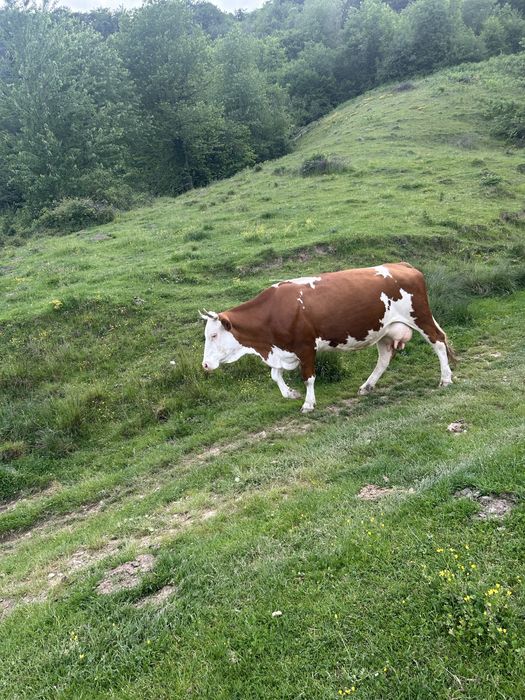 Vand vaca baltata
