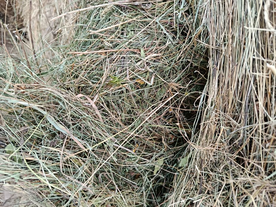 Fân, fan de vanzare