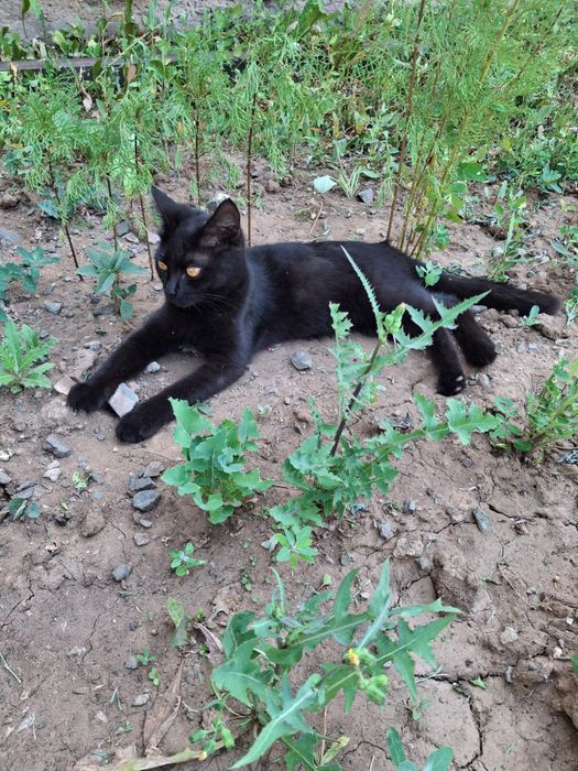 Отдам бесплатно кошку