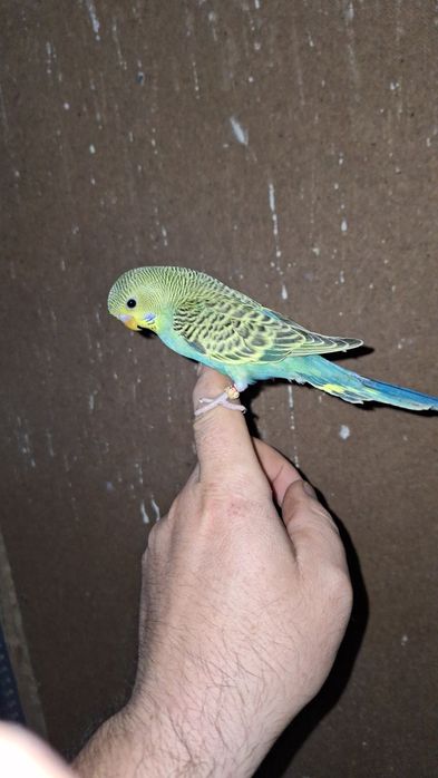 Papagali Nimfa si Perusi