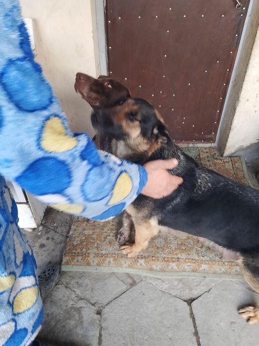 Отдам в хорошие руки