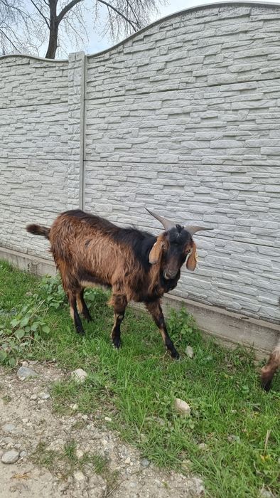 Vand 3 capre cu 5 iezi si 1 tap de anul trecut