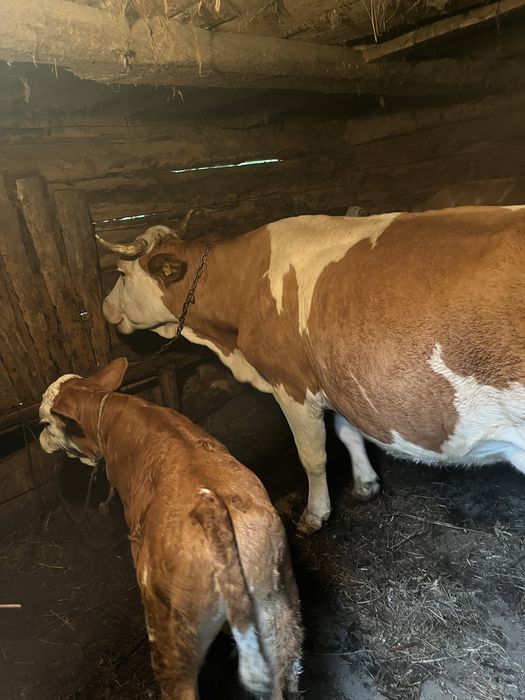 Vacă cu vițel de vânzare