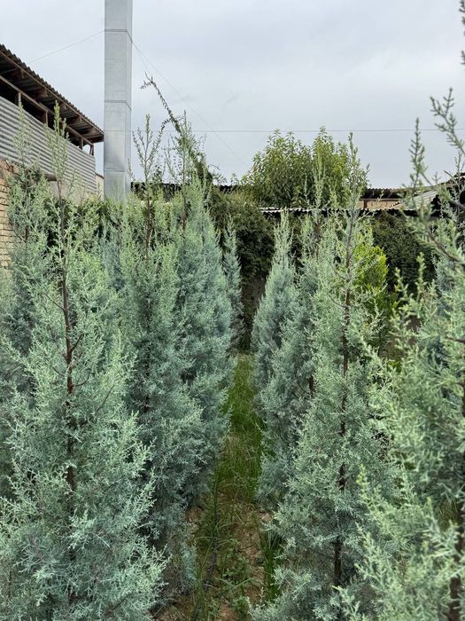 Kiparis Arizona archa голубой yel Arizonka giparis italiya