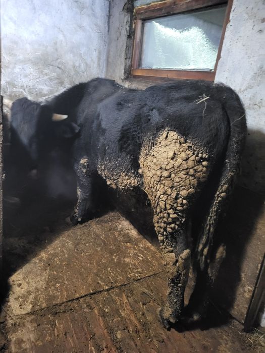 Продам быка двухгодовалый