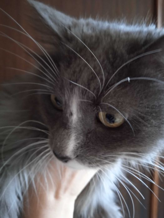 Кошечка -пушистая красавица, 1 годик.