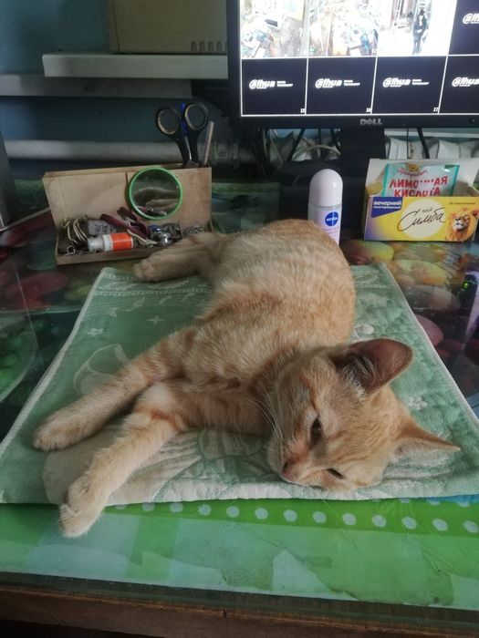 Молодой котик ищет теплый , добрый дом