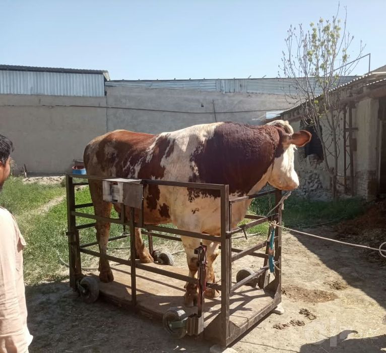 Бука сотилали бухоро шахар