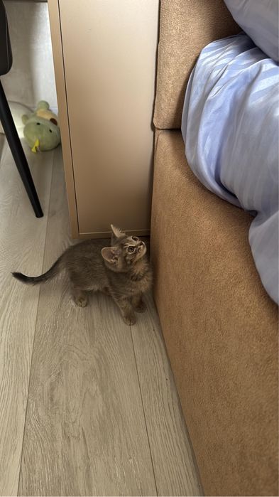 Отдам в хорошие руки