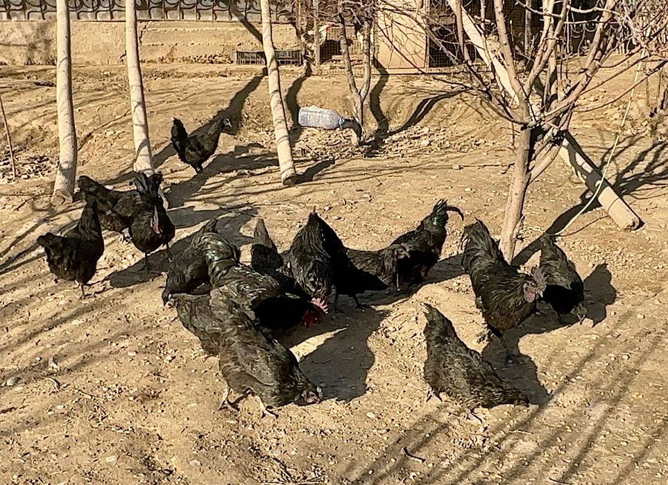 Ухейилюй порада яйцо