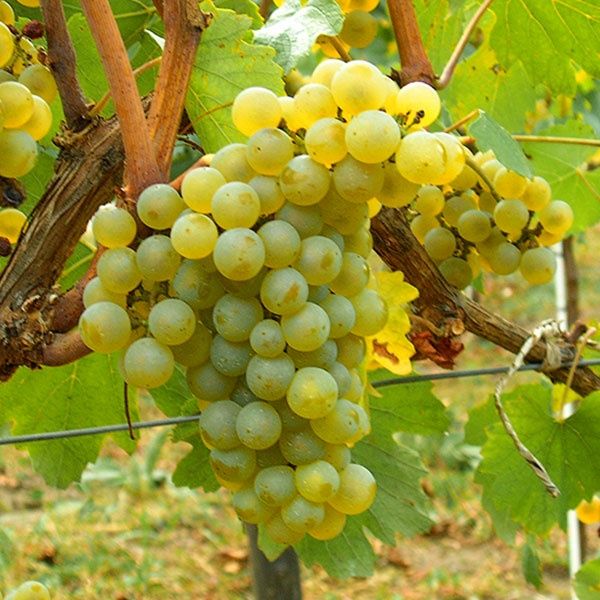 Vând strugurii de vin albe/negre