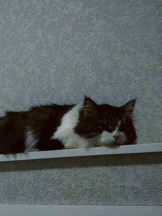 Отдам кошку в добрые руки