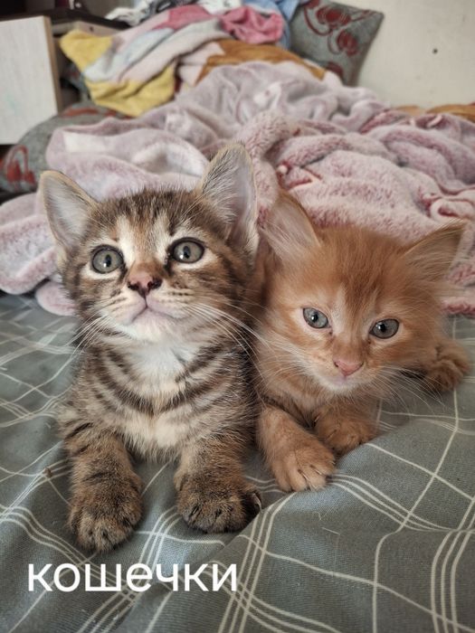 Отдам в добрые руки котят.
