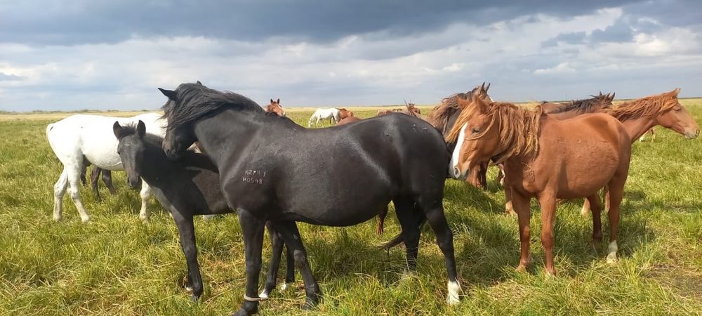 Продам двух жеребят девочки
