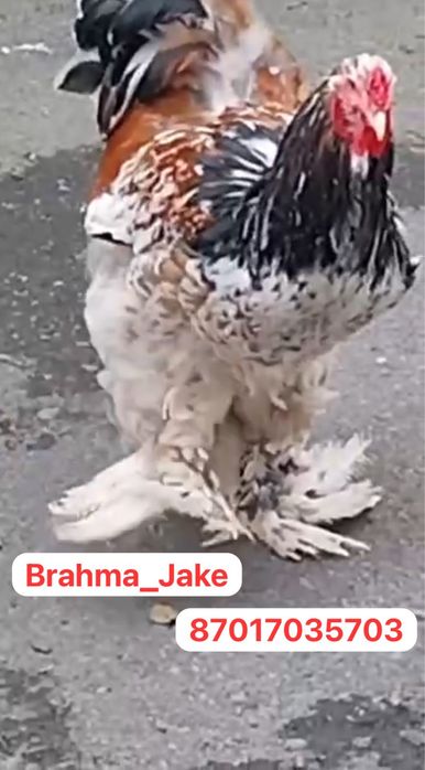 Брама Парцелян 1