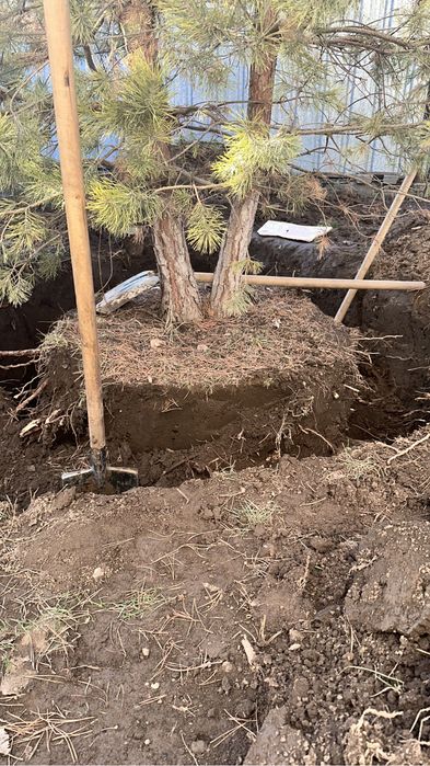 Продам две сосны