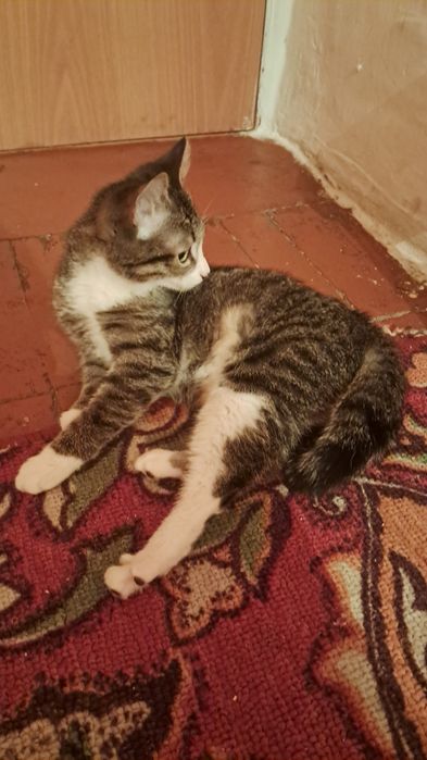 Пропала Кошка ищю срочнооо