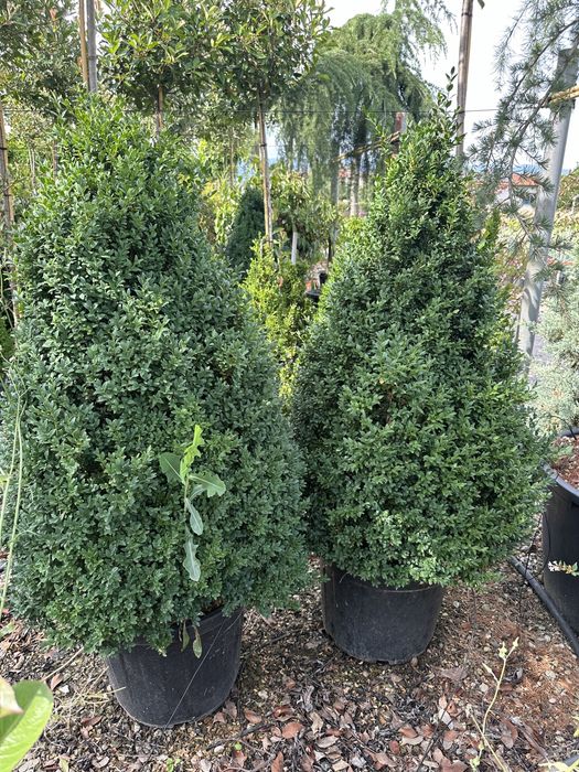 Tuia brazi mesteacan forme bosai pini tei ilex prunus eglezesc