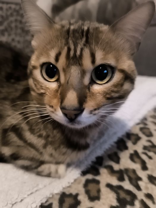 Потерялся кот Бенгал мальчик