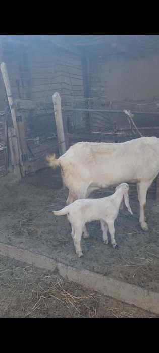 Битал ұрғашы лақ сатылады