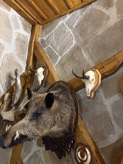 Трофеи от благороден елен