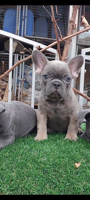 Красивые французики