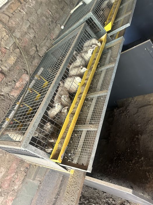 Продам перепелов возраст 4 месяца