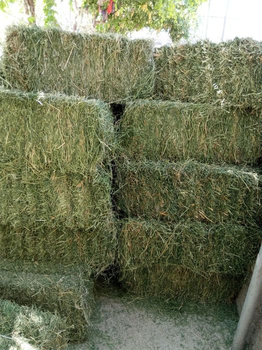 Beda press / Беда пресс