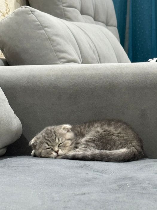 Котенок вислоухий