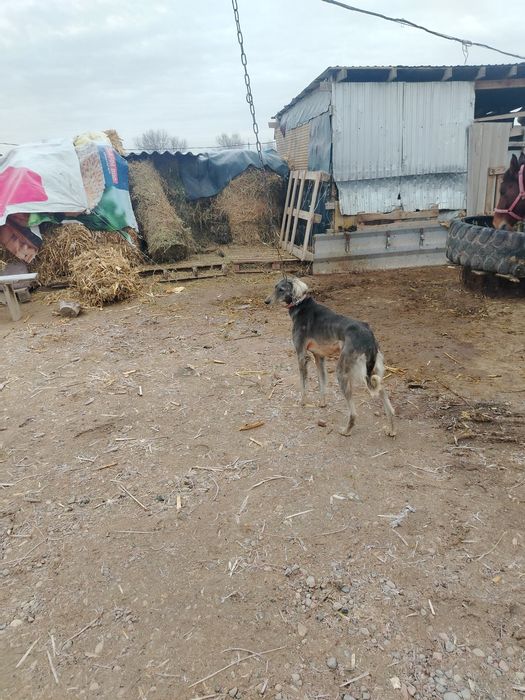 Тазы ит  сатылады