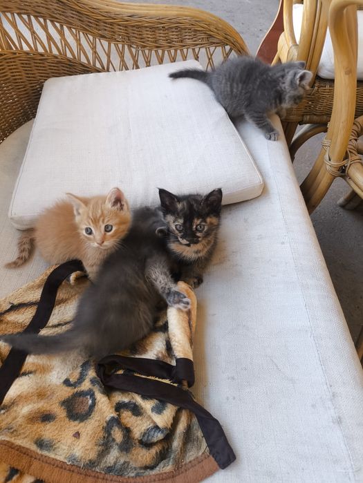 Котята и кошка  добрые руки